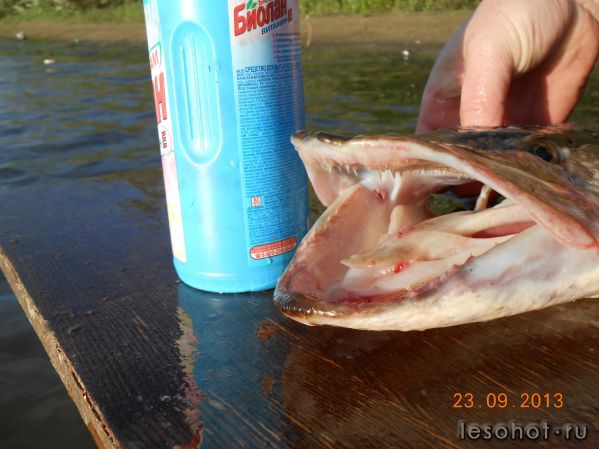 DSCN0241.JPG