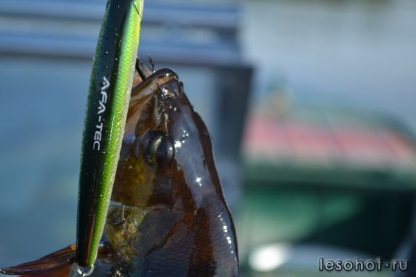 DSC_2679.JPG