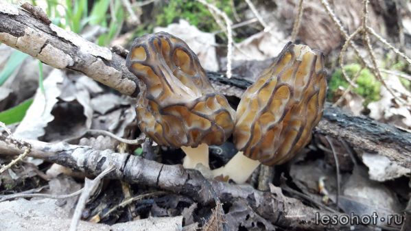 20180514_073049.jpg
