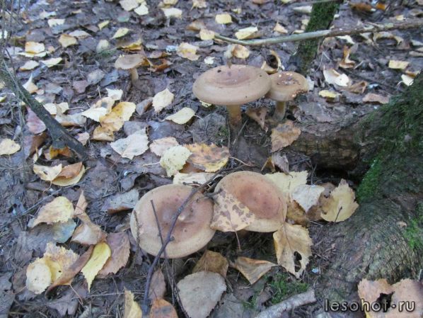   ( Paxillus involutus)