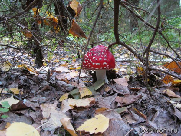   (Amanita muscaria)