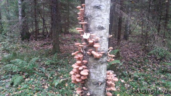 20170920_063320.jpg