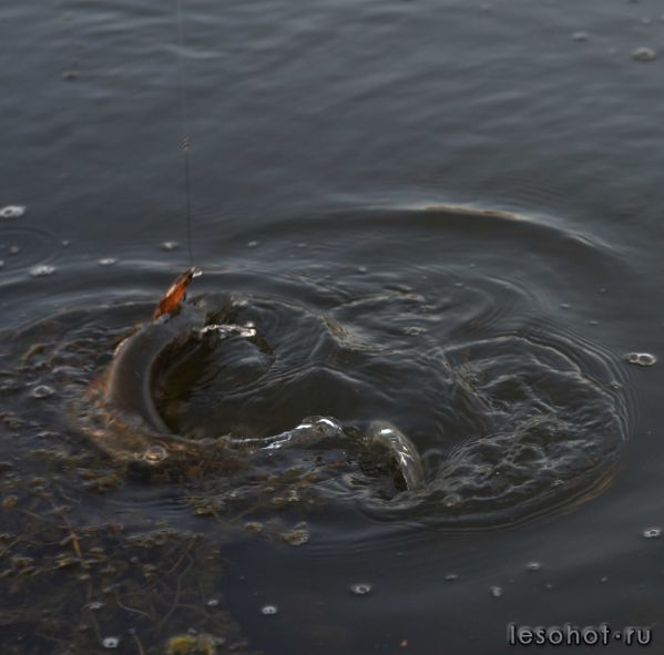 DSC_0059.JPG