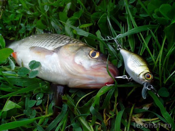 JACKALL CHUBBY 38
