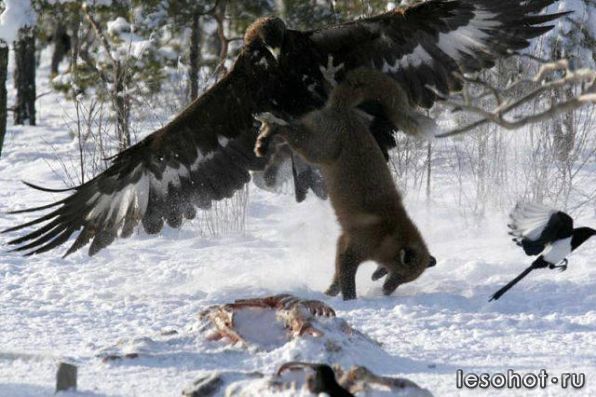 getImage .jpg