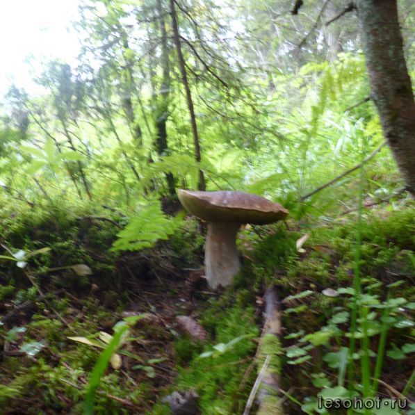 P1000378 - .JPG