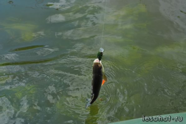 DSC_0105.JPG