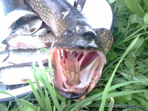 IMG0550A.jpg