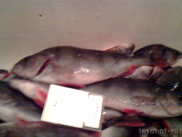 IMG0014A.jpg