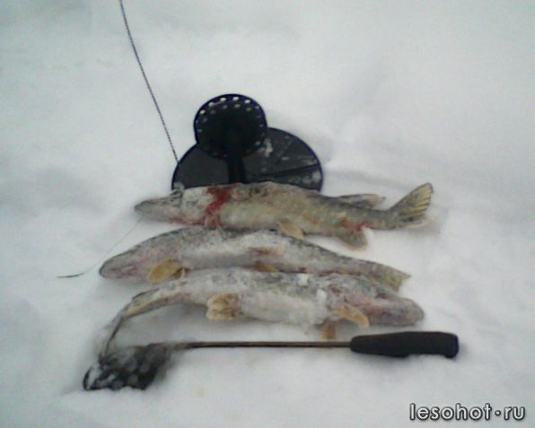 IMG0021A.jpg