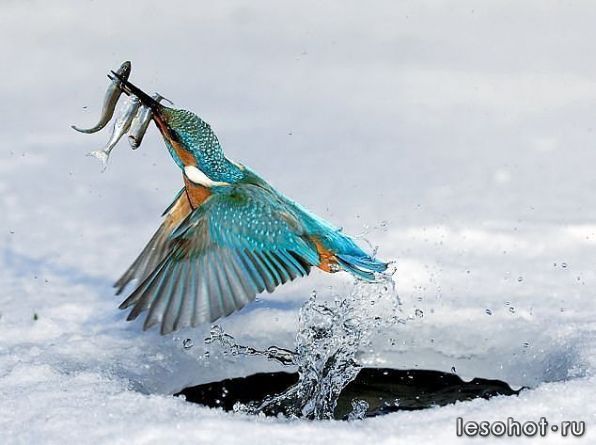 getImage (59).jpg