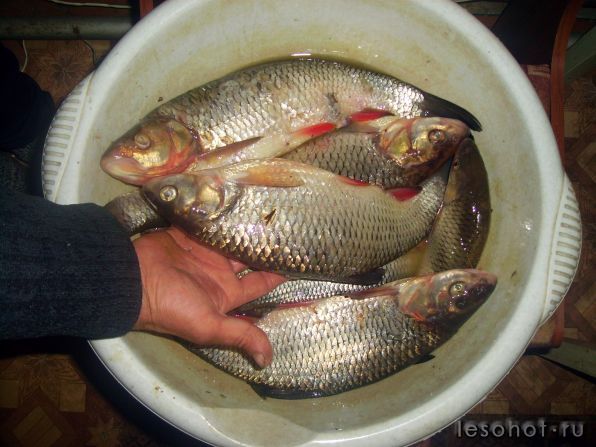 PICT0008.JPG