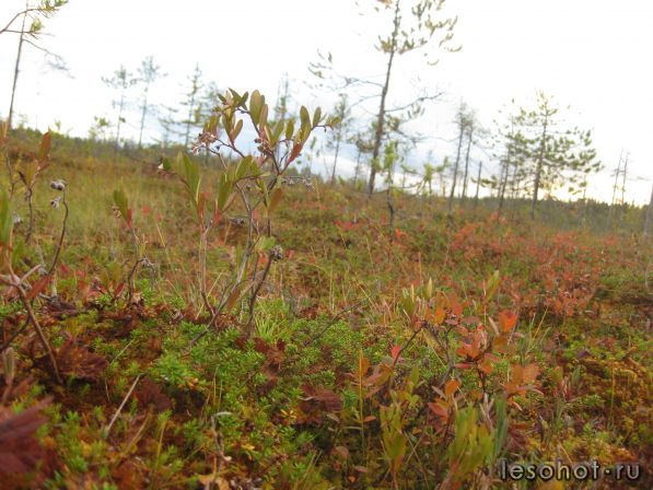 IMG_0117.JPG