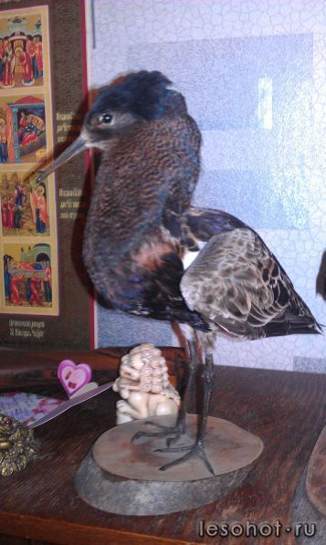 IMAG0252.jpg
