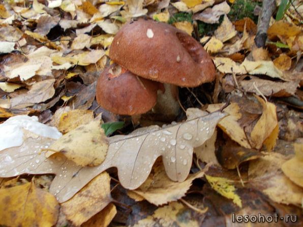 getImage (27).jpg