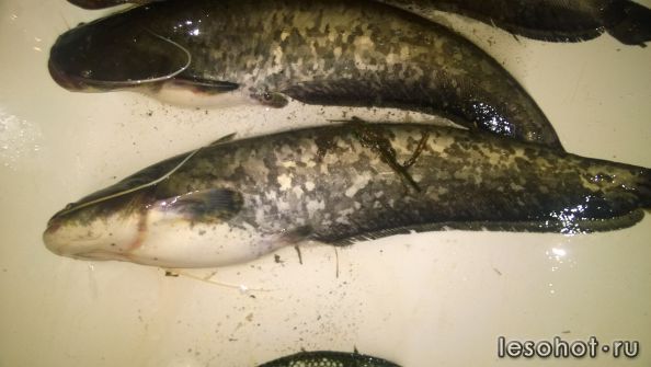 WP_20150726_005.jpg