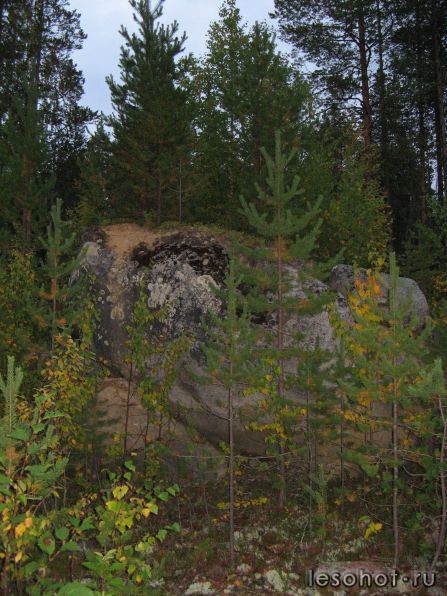 IMG_1006.jpg