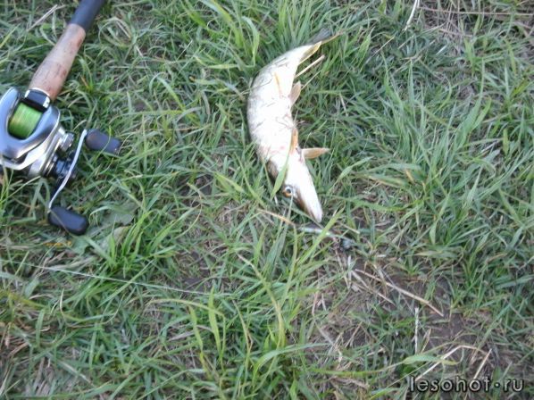 �������� ������� 28.05.2017