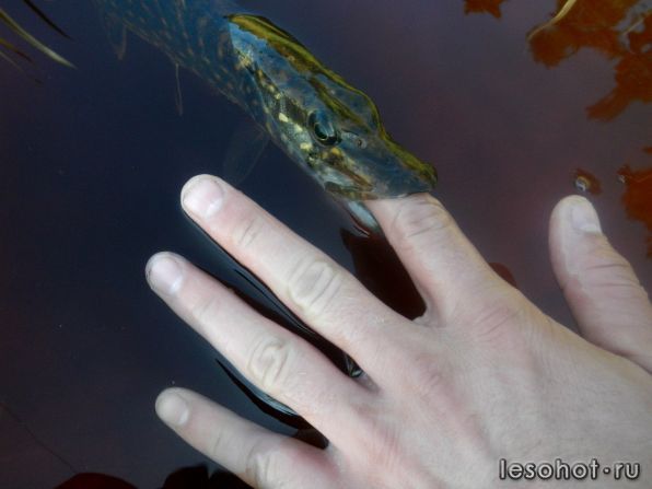 pike.jpg