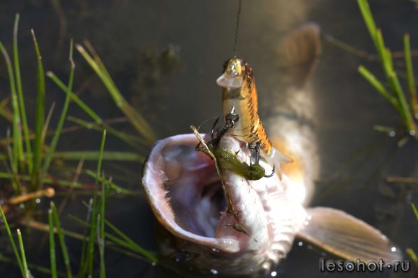 DSC_0051.JPG