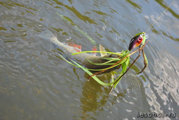 DSC_0115.JPG