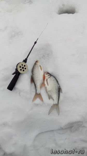 IMG_20150220_102524.jpg