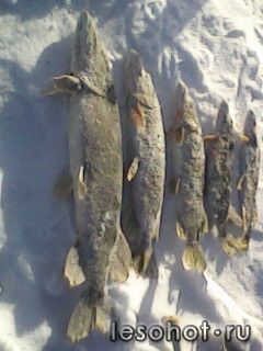IMG0029A.jpg