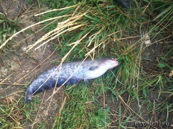 2011-07-28 07.53.06.jpg