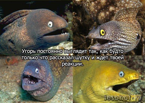 ugor.jpg
