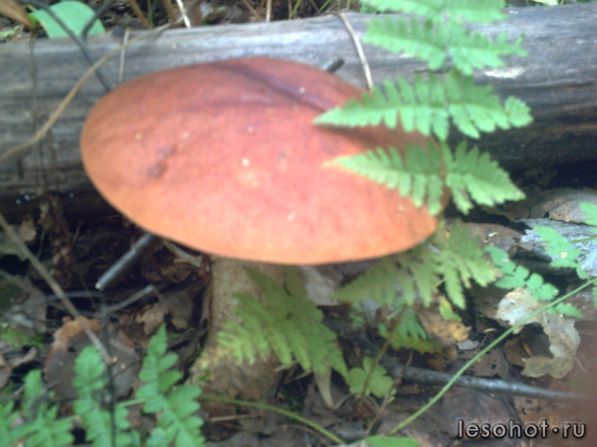 PICT0022.JPG