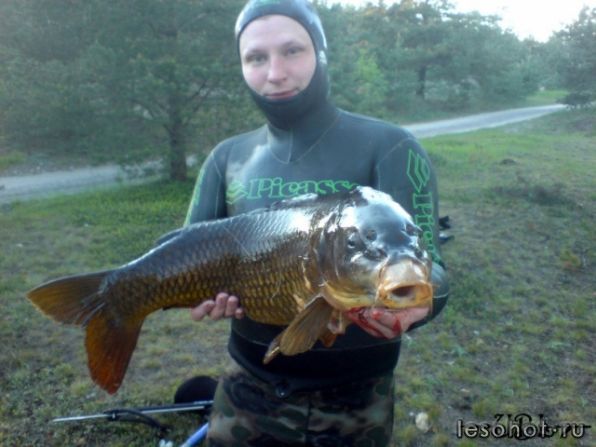 phoca_thumb_l_karp-10kg-Konstantin.jpg