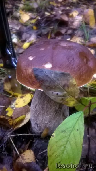 WP_20160923_09_01_04_Pro.jpg