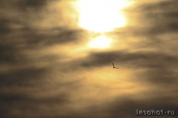 IMG_0937.jpg