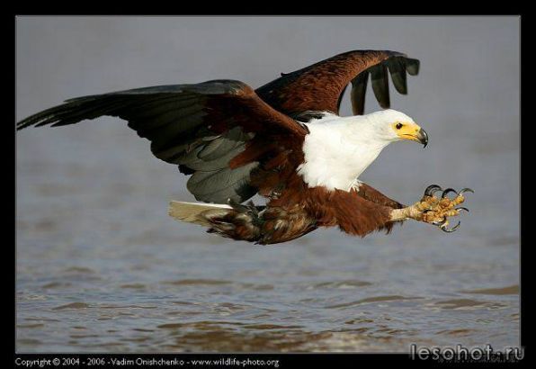 getImage .jpg