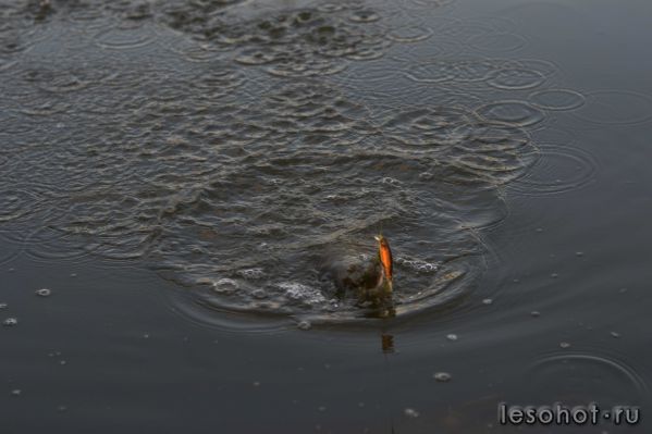 DSC_0065.JPG