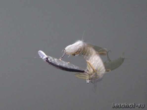 ����� 18.09.14 (14).JPG1 - �����.JPG