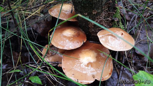 20180713_055552.jpg