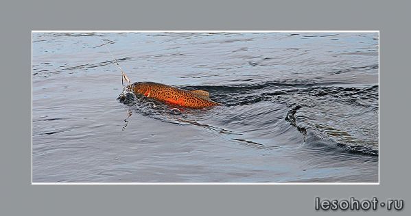 IMG_2495.JPG