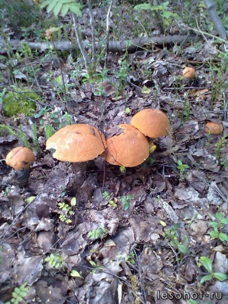 photo_00008.jpg