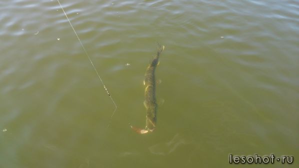 DSC_0211.JPG