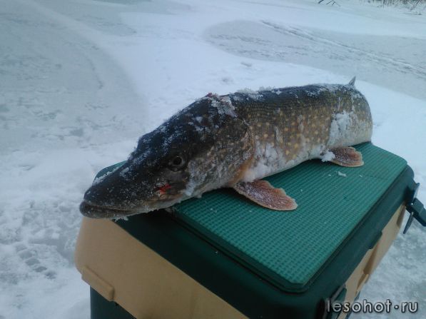 IMG-20161118-WA0002.jpeg