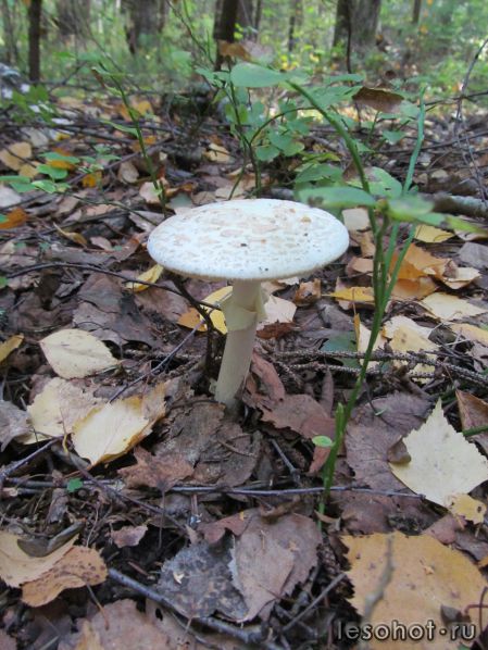   (Amanita citrina)