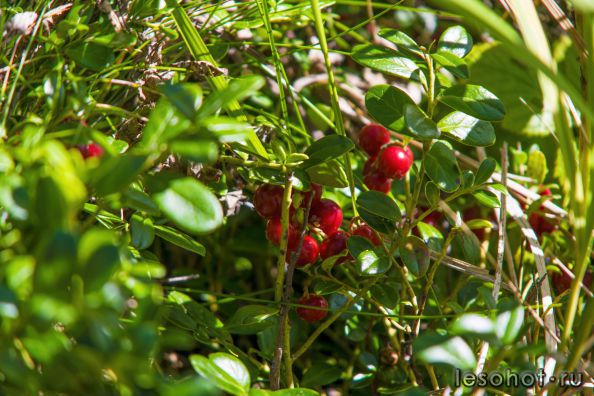 DSC_0121.jpg