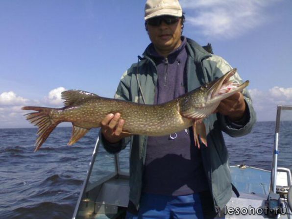 155171_157596804385049_2083592103_n - �����.jpg