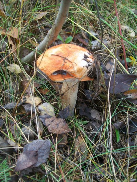 100_5429.JPG