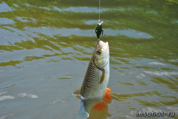 DSC_0106.JPG