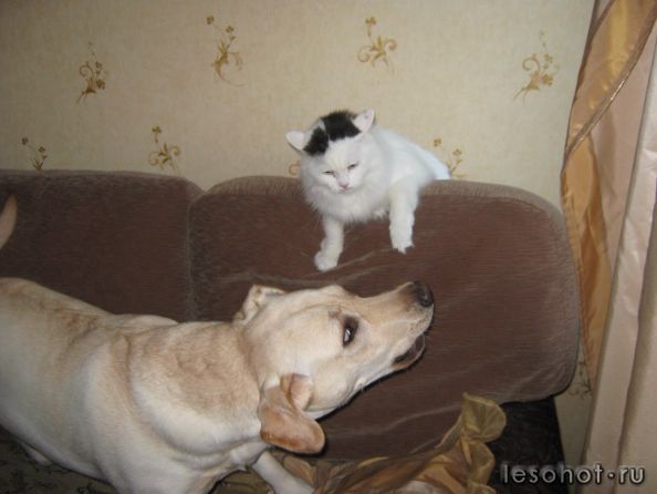 IMG_0252.JPG