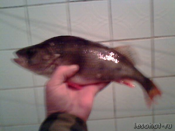 IMG0012A.jpg