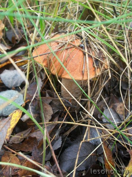 100_5431.JPG