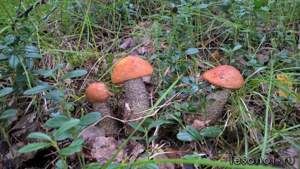 photo_00037.jpg